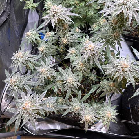 Michelle growlog photo: final defoliation before harvest 