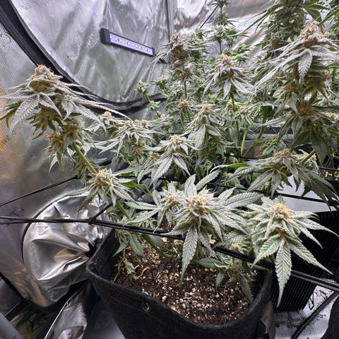 Michelle growlog photo: final defoliation before harvest 