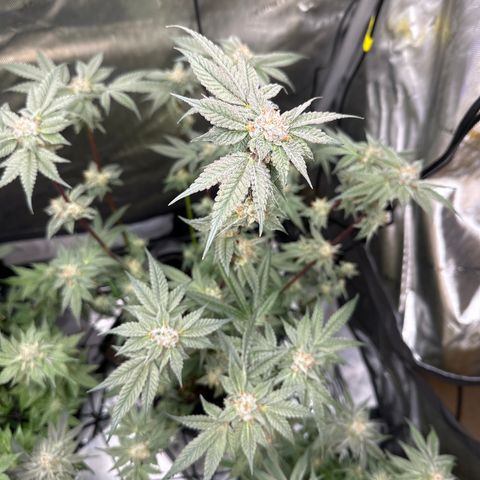 Iraida  growlog photo: final defoliation before harvest
