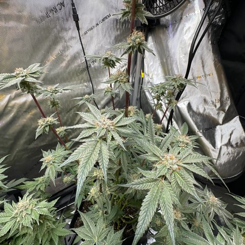 Iraida  growlog photo: final defoliation before harvest