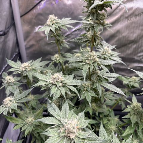 Rebecca  growlog photo: final defoliation before harvest