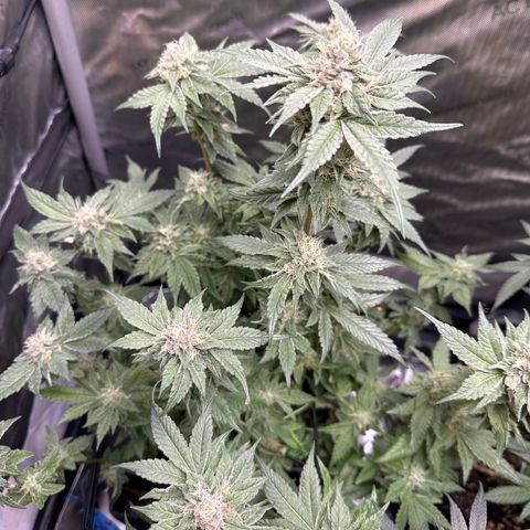 Rebecca  growlog photo: final defoliation before harvest