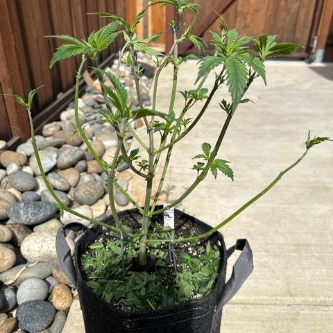 Cookies & Cream - ILGM growlog photo: Defoliating before flipping to flower