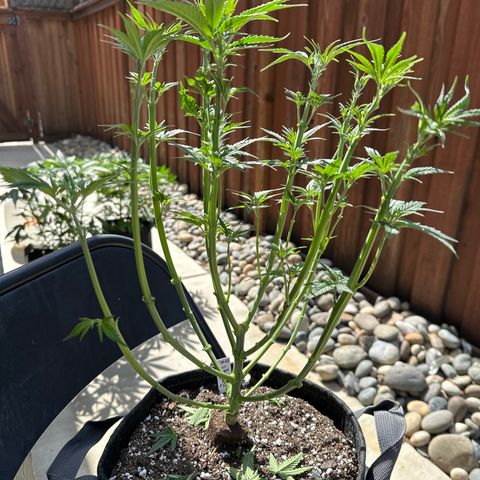 Sour Diesel - ILGM growlog photo: defloliate before flipping to flower