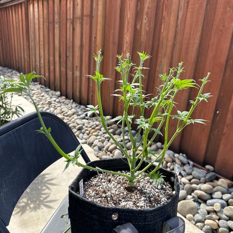 Sour Diesel - ILGM growlog timeline photo