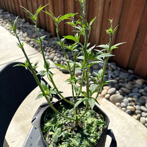 Cookies & Cream - ILGM growlog timeline photo