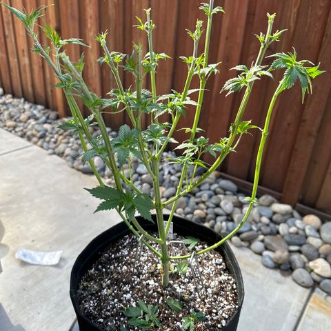 Cherry Pie - ILGM growlog photo: deflioation before flipping to flower