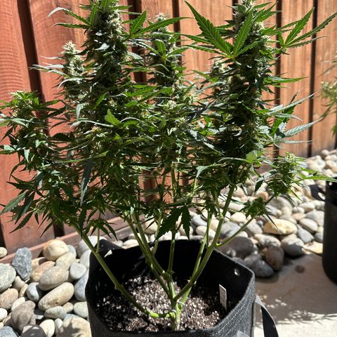 Tiny  growlog timeline photo