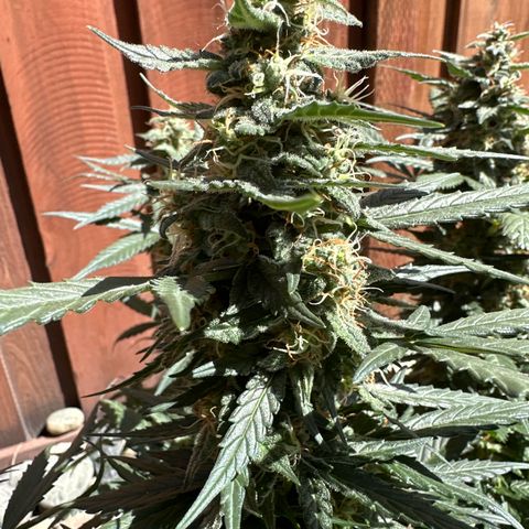 Tiny  growlog timeline photo