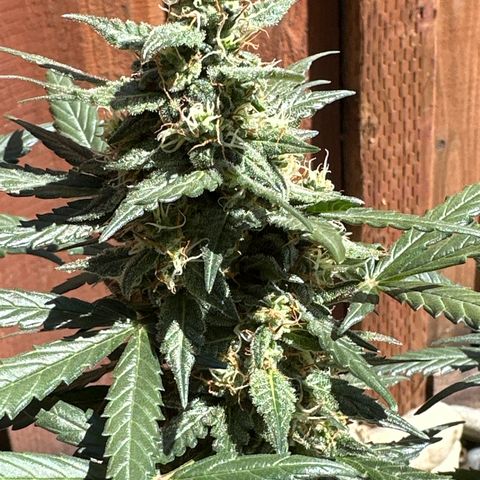 Tiny  growlog timeline photo