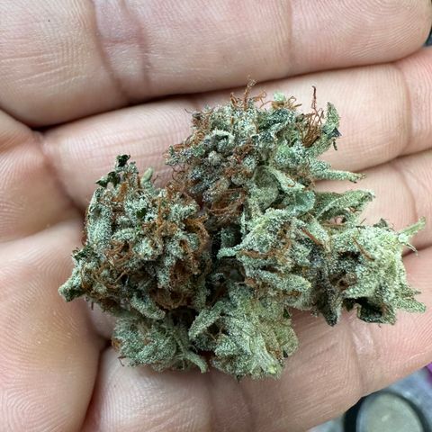 Iraida  growlog timeline photo