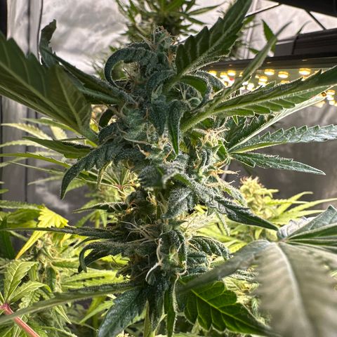 Bruce Banner Autoflower - ILGM growlog timeline photo