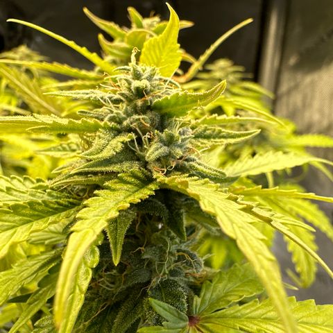Bruce Banner Autoflower - ILGM growlog timeline photo