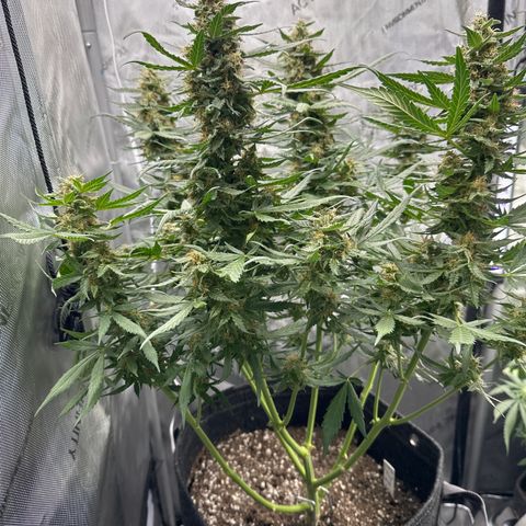 Tiny  growlog timeline photo