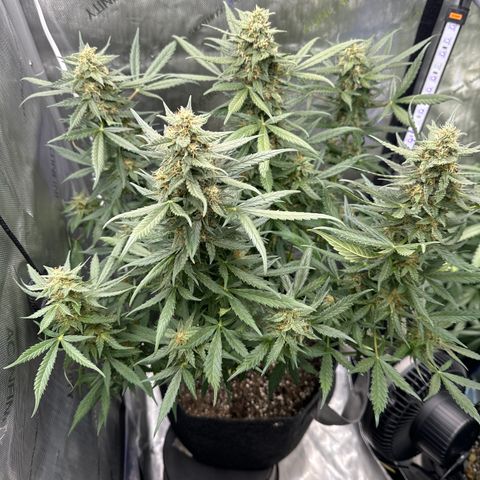 Tiny  growlog timeline photo
