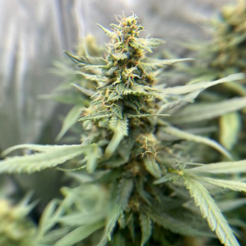 Tiny  growlog timeline photo