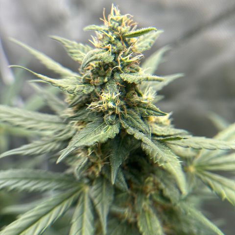 Tiny  growlog timeline photo