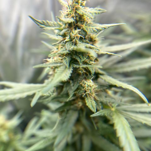 Tiny  growlog timeline photo
