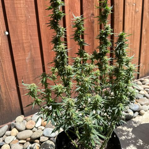 Tiny  growlog timeline photo