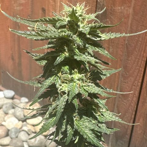 Tiny  growlog timeline photo