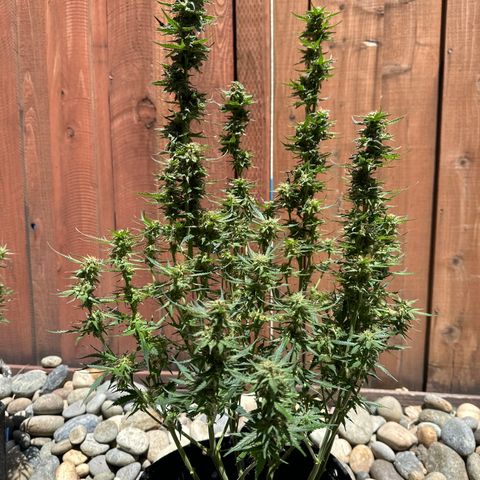 Tiny  growlog timeline photo