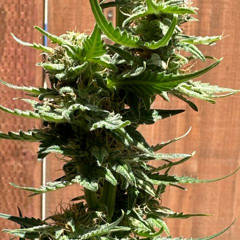 Tiny  growlog timeline photo