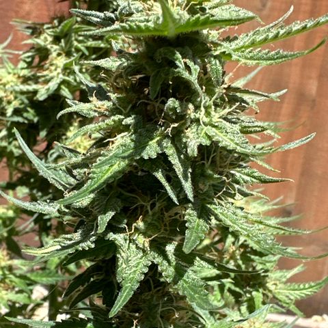 Tiny  growlog timeline photo