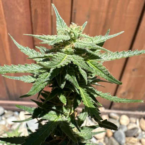 Tiny  growlog timeline photo