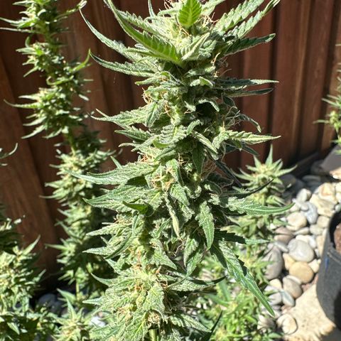 Kim growlog timeline photo