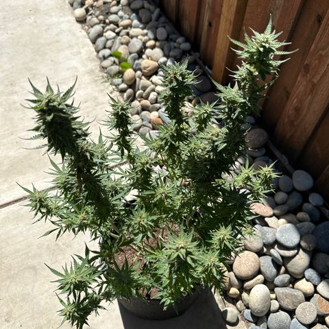 Kim growlog timeline photo