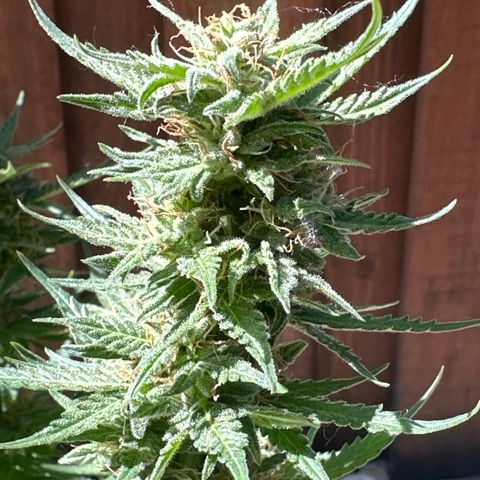 Kim growlog timeline photo
