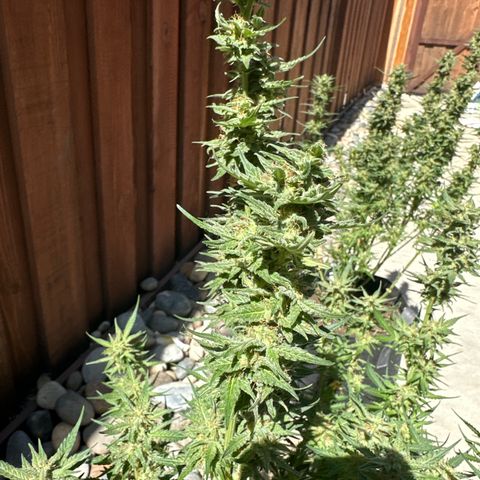 Kim growlog timeline photo