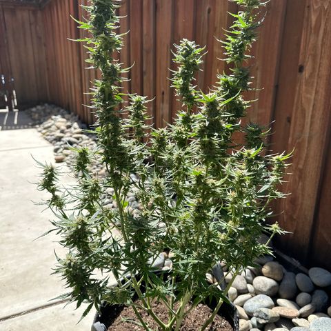 Kim growlog timeline photo