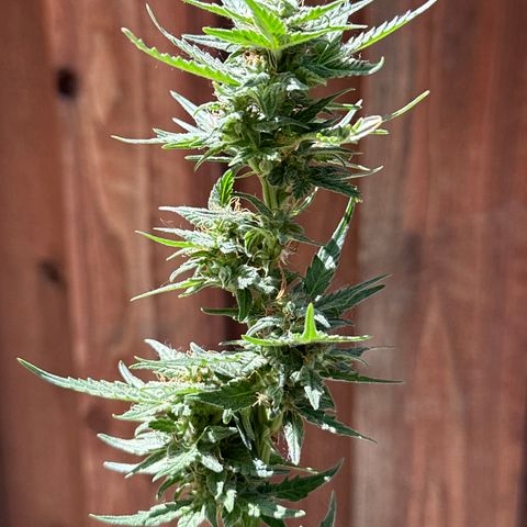 Kim growlog timeline photo