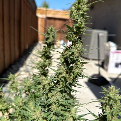 Lizzo  growlog photo: main cola broke off. Had an issue switching lights in my tent and the light fell and snapped the main cola clean off. this happened 30 days ago. Plant somewhat recovered but hasn't grown much since the incident and hasn't switched to purple yet at day 48. A few amber trichomes so going to let her go to about 52-55 days to see if she turns purple. I don't want to let her go past then. trichomes are 60 percent cloudy and 10 percent amber. 