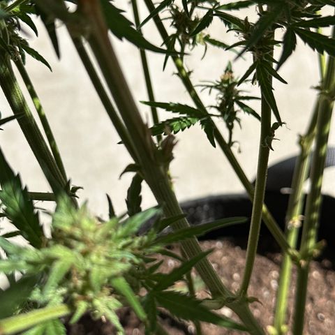 Lizzo  growlog photo: main cola broke off. Had an issue switching lights in my tent and the light fell and snapped the main cola clean off. this happened 30 days ago. Plant somewhat recovered but hasn't grown much since the incident and hasn't switched to purple yet at day 48. A few amber trichomes so going to let her go to about 52-55 days to see if she turns purple. I don't want to let her go past then. trichomes are 60 percent cloudy and 10 percent amber. 