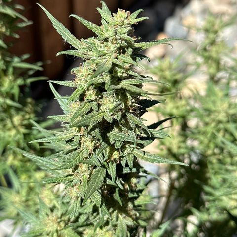 Lizzo  growlog photo: main cola broke off. Had an issue switching lights in my tent and the light fell and snapped the main cola clean off. this happened 30 days ago. Plant somewhat recovered but hasn't grown much since the incident and hasn't switched to purple yet at day 48. A few amber trichomes so going to let her go to about 52-55 days to see if she turns purple. I don't want to let her go past then. trichomes are 60 percent cloudy and 10 percent amber. 