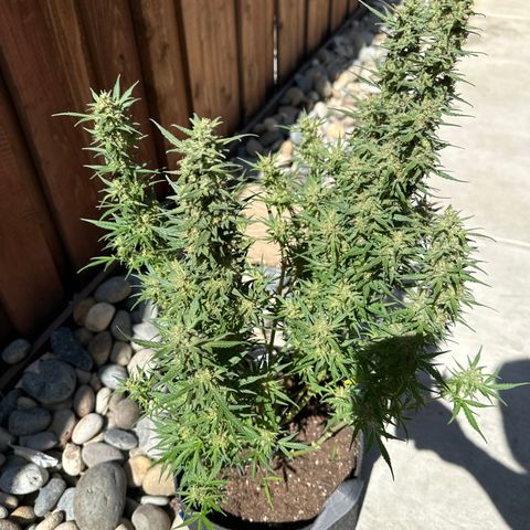 Lizzo  growlog photo: main cola broke off. Had an issue switching lights in my tent and the light fell and snapped the main cola clean off. this happened 30 days ago. Plant somewhat recovered but hasn't grown much since the incident and hasn't switched to purple yet at day 48. A few amber trichomes so going to let her go to about 52-55 days to see if she turns purple. I don't want to let her go past then. trichomes are 60 percent cloudy and 10 percent amber. 