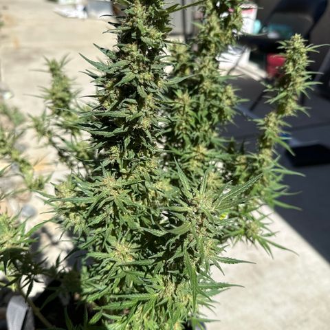Lizzo  growlog photo: main cola broke off. Had an issue switching lights in my tent and the light fell and snapped the main cola clean off. this happened 30 days ago. Plant somewhat recovered but hasn't grown much since the incident and hasn't switched to purple yet at day 48. A few amber trichomes so going to let her go to about 52-55 days to see if she turns purple. I don't want to let her go past then. trichomes are 60 percent cloudy and 10 percent amber. 