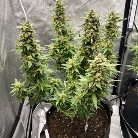Tiny  growlog photo: Chunky 