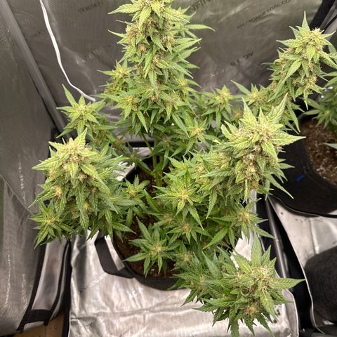 Tiny  growlog timeline photo