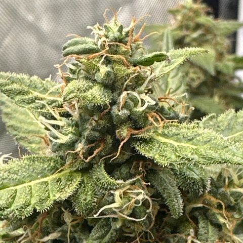 Tiny  growlog timeline photo