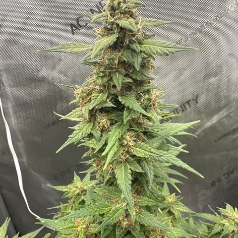 Tiny  growlog timeline photo