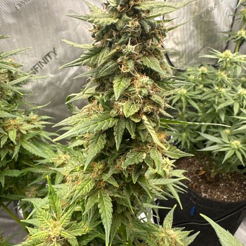 Tiny  growlog timeline photo