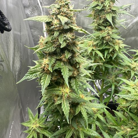 Tiny  growlog timeline photo