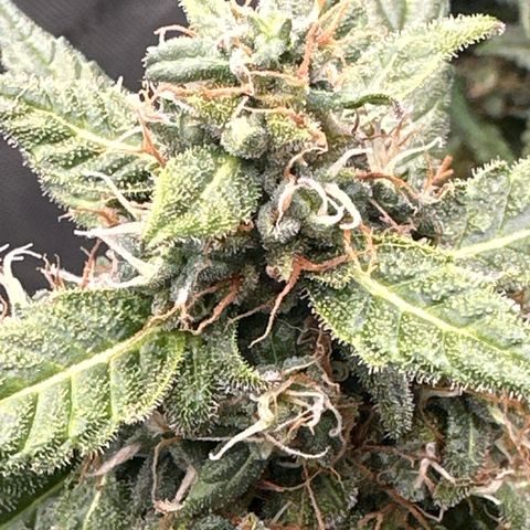 Tiny  growlog timeline photo