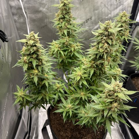 Tiny  growlog timeline photo