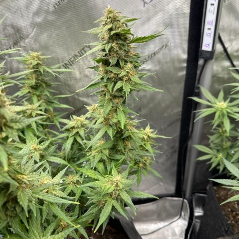 Tiny  growlog timeline photo