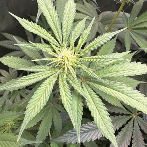 Sour Diesel - ILGM growlog timeline photo