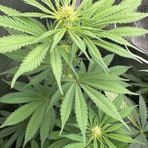 Sour Diesel - ILGM growlog timeline photo